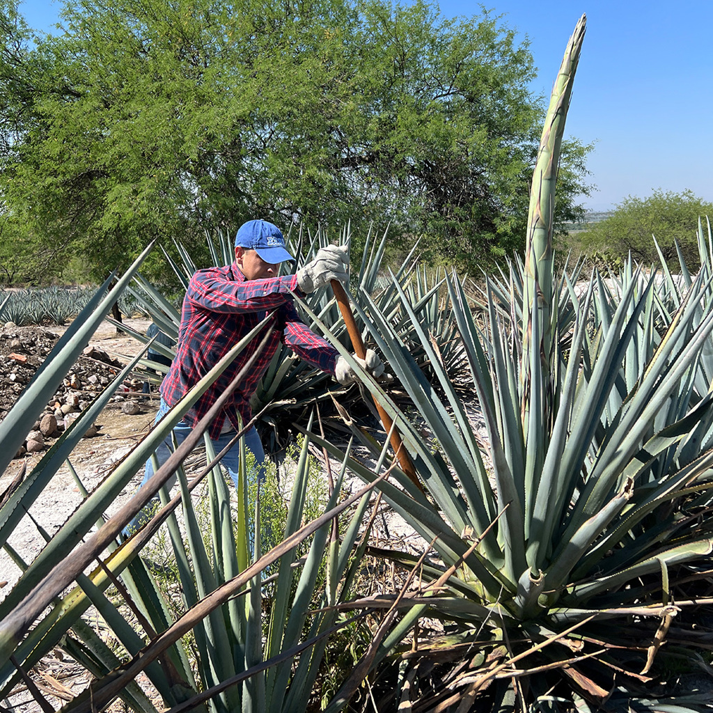 Study reveals how agave plants survive extreme droughts