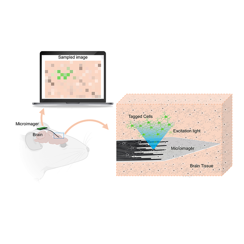 Researchers capture brain activity with imager that is smaller than an eyelash 
