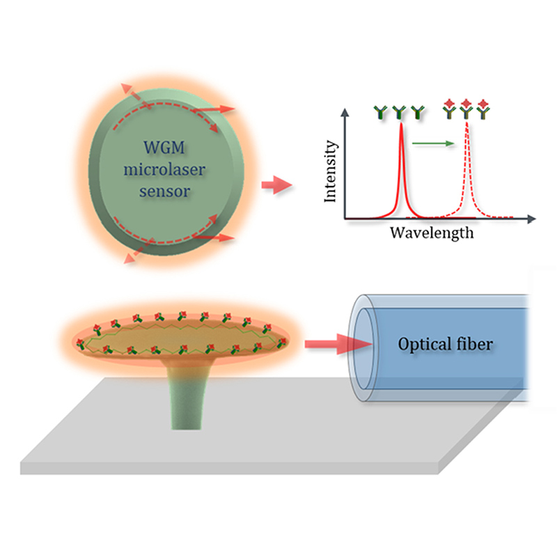 Tiny microlaser sensors offer supercharged biosensing 