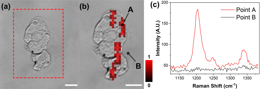 Rubidium transition