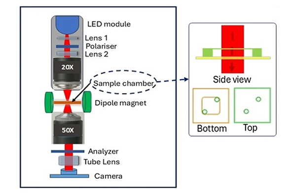 The magnetic field causes malaria-related hemozoin crystals to rotate and align in a preferred direction, changing how they interact with polarized light and producing measurable shifts in image intensity and contrast.