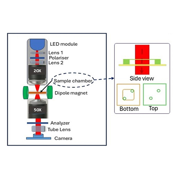 Researchers combine polarized light and a magnetic field to spot malaria under the microscope