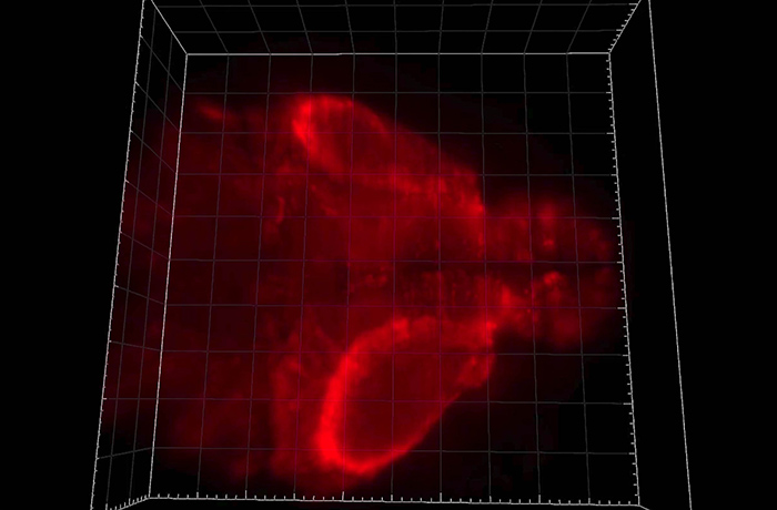 a 3D red-glowing visualization of a larval zebrafish brain inside a grid-lined cube, showing the neural structures during a seizure