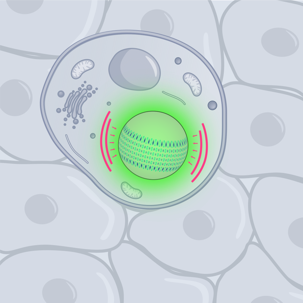 Tiny flexible lasers enable force sensing inside living cells