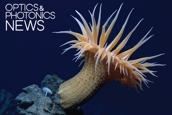 A Actinostola sea anemone