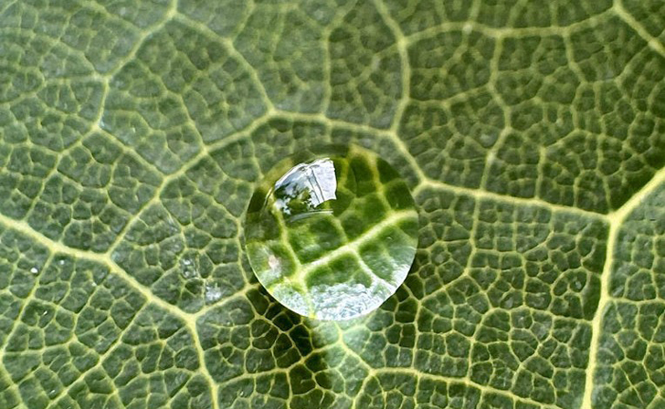 Extreme close-up of a single clear water droplet resting on a vibrant green leaf, magnifying the intricate network of leaf veins beneath it.