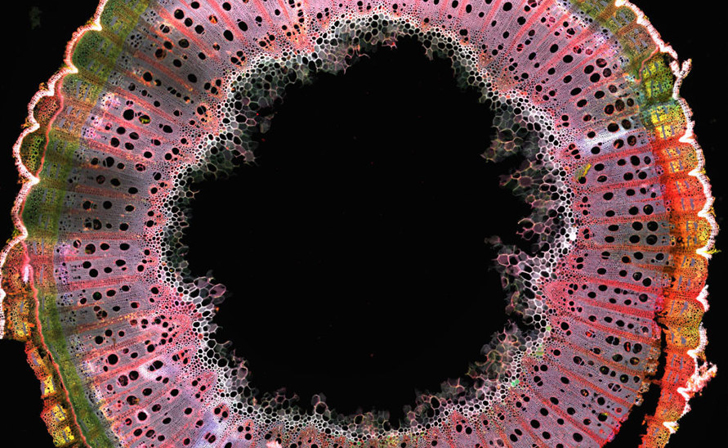 A colorful microscopic cross-section of a plant stem showing a hollow dark center surrounded by detailed, ring-like cellular tissue in vibrant shades of pink, red, green, and white.
