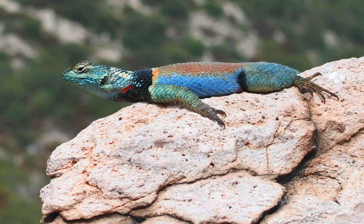 Side profile of a vibrant lizard with bright blue, green, and orange scales resting on a light brown rock formation.