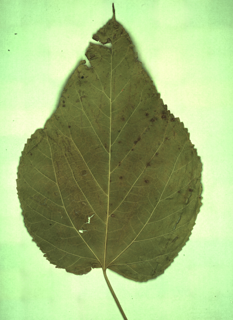 Gigapixel leaf view