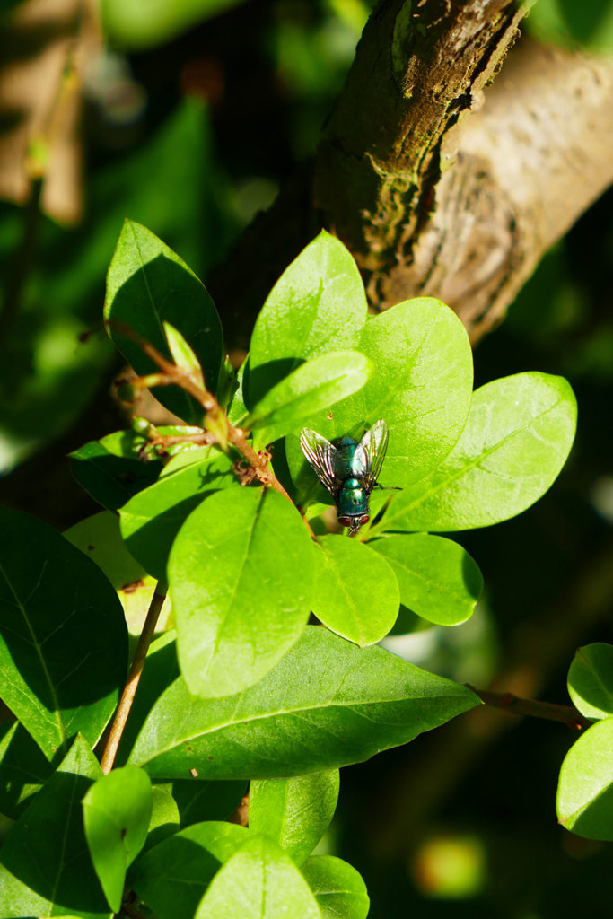 Iridescence in nature