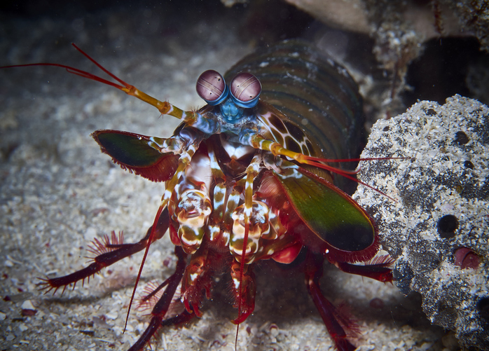 This camera is inspired by mantis shrimp vision
