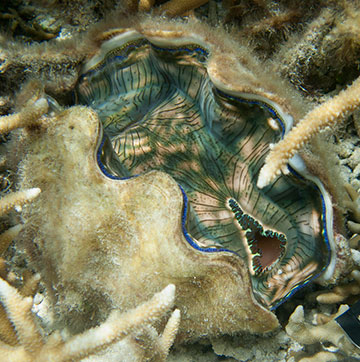 Giant clams offer efficiency clues for biorefineries