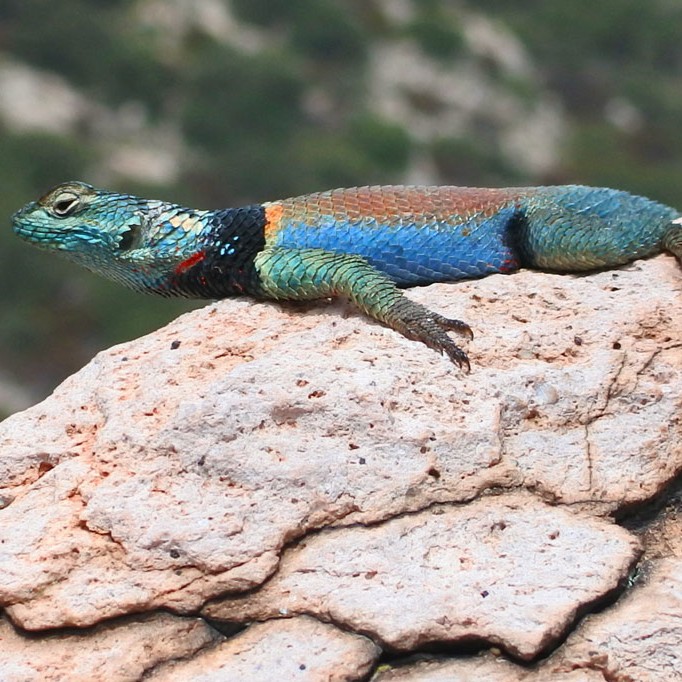 Desert Blues