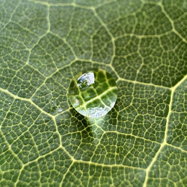  Raindrop on a leaf