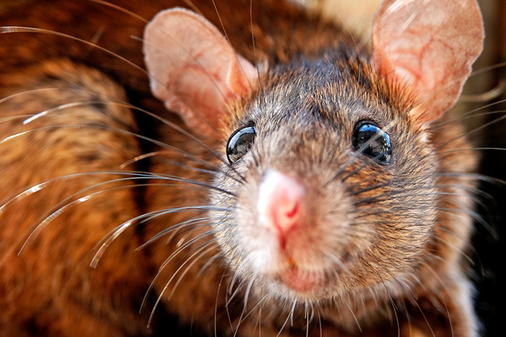 image of a mouse