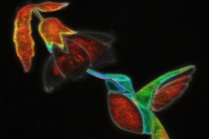Dark field microscopy image of a structural color picture of a hummingbird