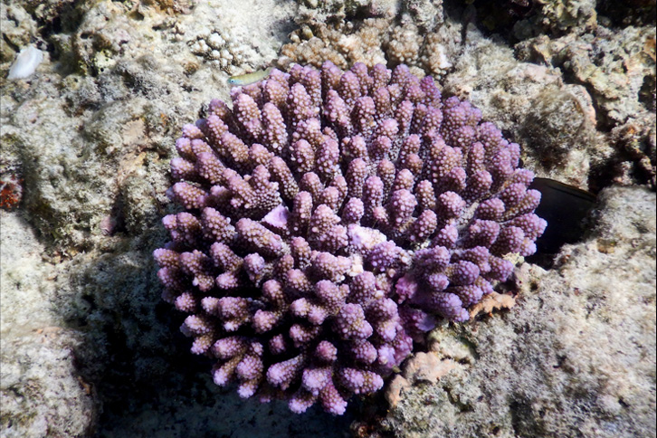 Image of coral