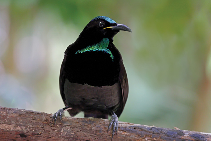 image of a magnificent riflebird