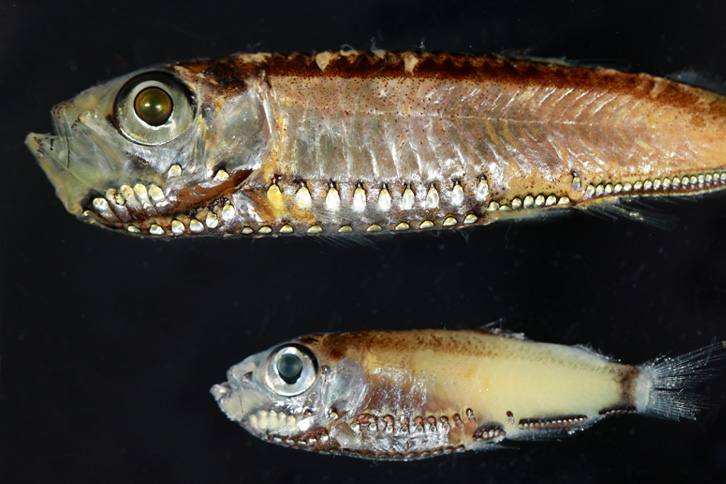 pearlside fish with hybrid photoreceptors in their retinas