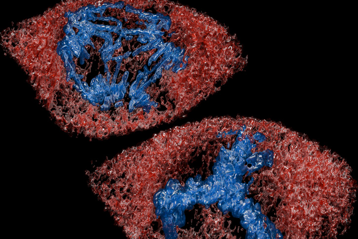 MOSAIC microscope image