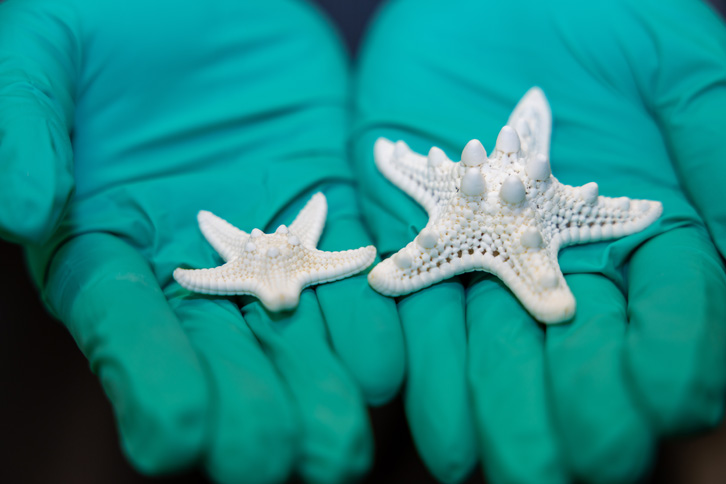 skeletons of two sea stars