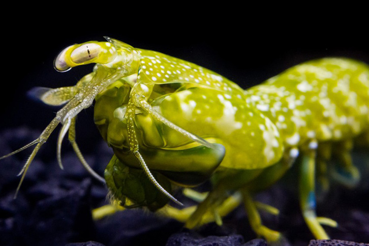 image of a mantis shrimp